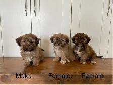 Shih Tzu Bichon Mixed Puppies! SHICHON!