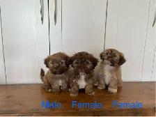 Shih Tzu Bichon Mixed Puppies! SHICHON! - Photo 2