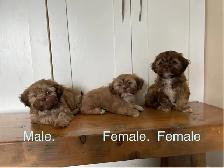 Shih Tzu Bichon Mixed Puppies! SHICHON! - Photo 3