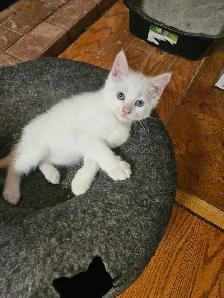 Blue eyed Kitten
