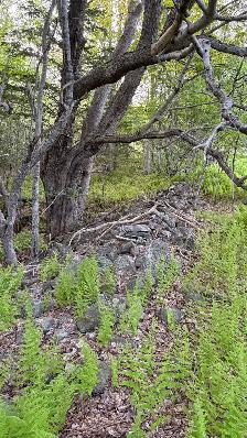 24.5 Acre Homestead Lot - Photo 4