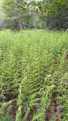 24.5 Acre Homestead Lot - Photo 5