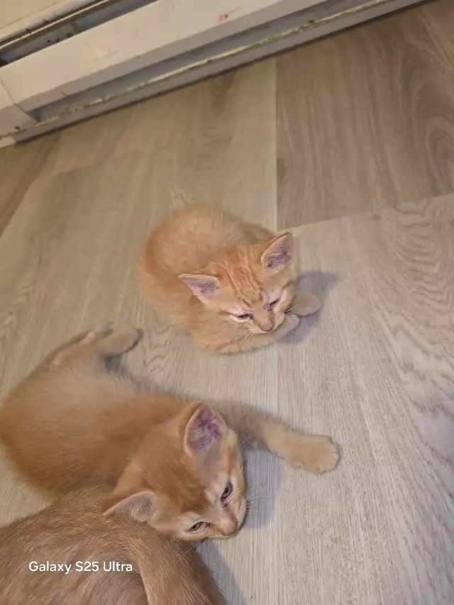 3 Female Domestic Longhair kittens