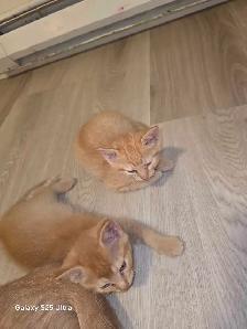 3 Female Domestic Longhair kittens