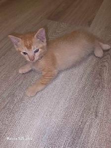 3 Female Domestic Longhair kittens - Photo 2