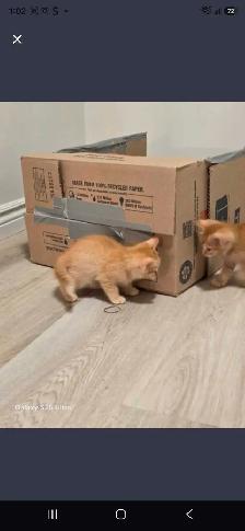 3 Female Domestic Longhair kittens - Photo 3