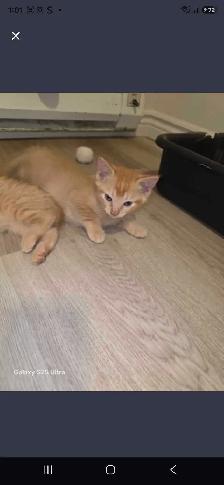 3 Female Domestic Longhair kittens - Photo 4