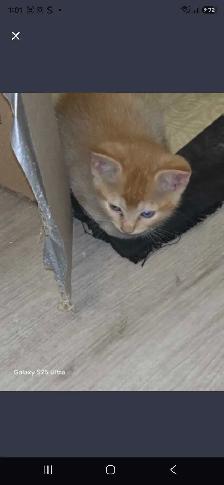 3 Female Domestic Longhair kittens - Photo 6