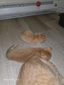 3 Female Domestic Longhair kittens - Photo 7
