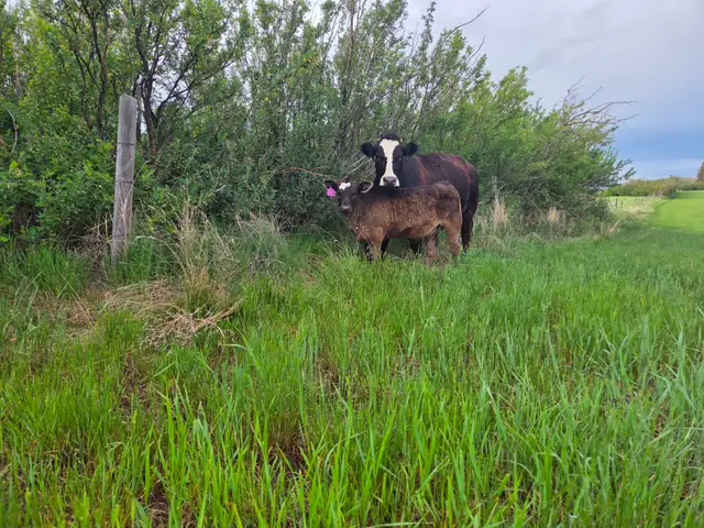 12 Pairs Simmental/Angus