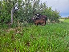 12 Pairs Simmental/Angus