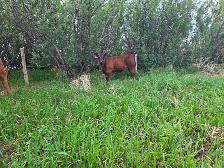 12 Pairs Simmental/Angus - Photo 2