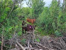 12 Pairs Simmental/Angus - Photo 3