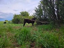 12 Pairs Simmental/Angus - Photo 4