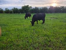 12 Pairs Simmental/Angus - Photo 5