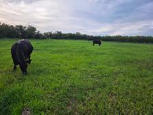 12 Pairs Simmental/Angus - Photo 6