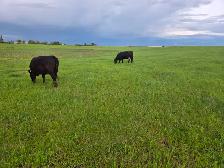 12 Pairs Simmental/Angus - Photo 7