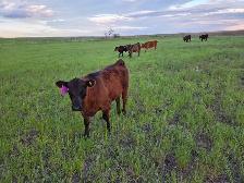 12 Pairs Simmental/Angus - Photo 8