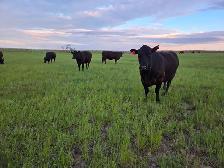 12 Pairs Simmental/Angus - Photo 9