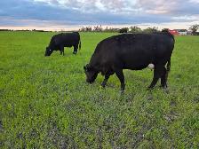 12 Pairs Simmental/Angus - Photo 10