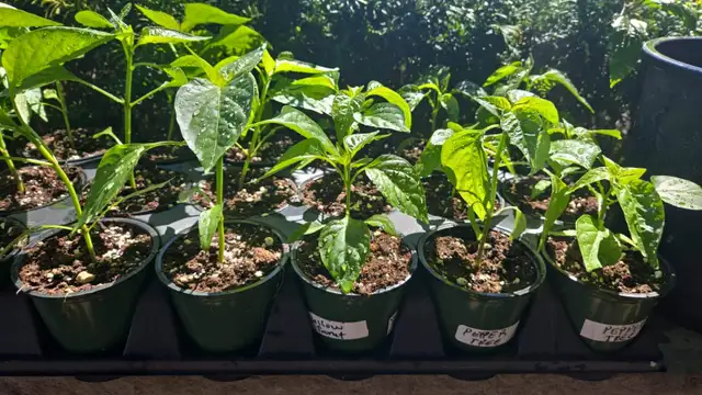 Guyana Wiri Wiri pepper Plants St. Catharines