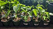 Guyana Wiri Wiri pepper Plants St. Catharines