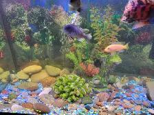 75 Gallon Aquarium For Sale - Photo 5
