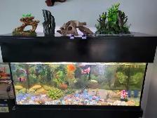 75 Gallon Aquarium For Sale - Photo 6