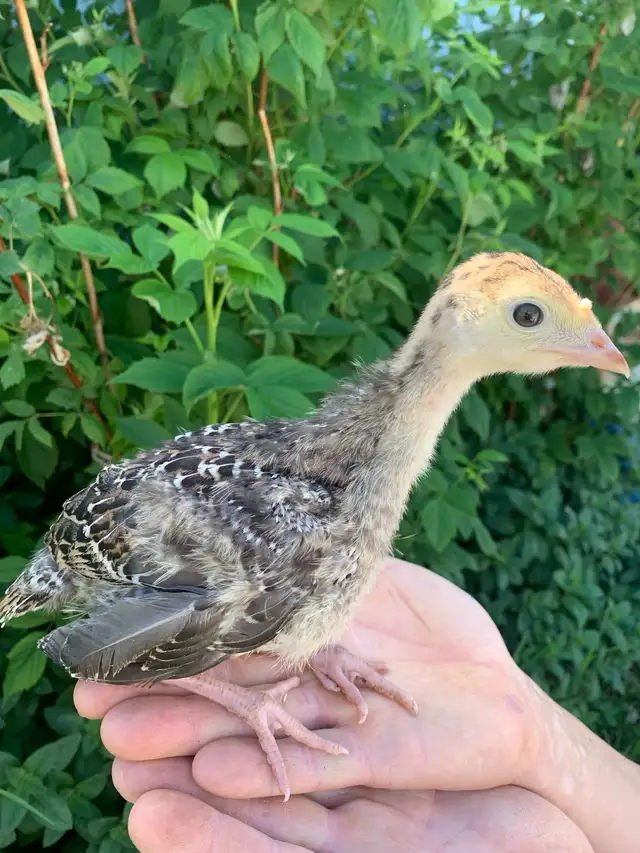 turkeys available