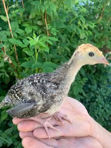 turkeys available