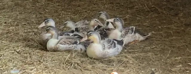 Seven Welsh Harlequin