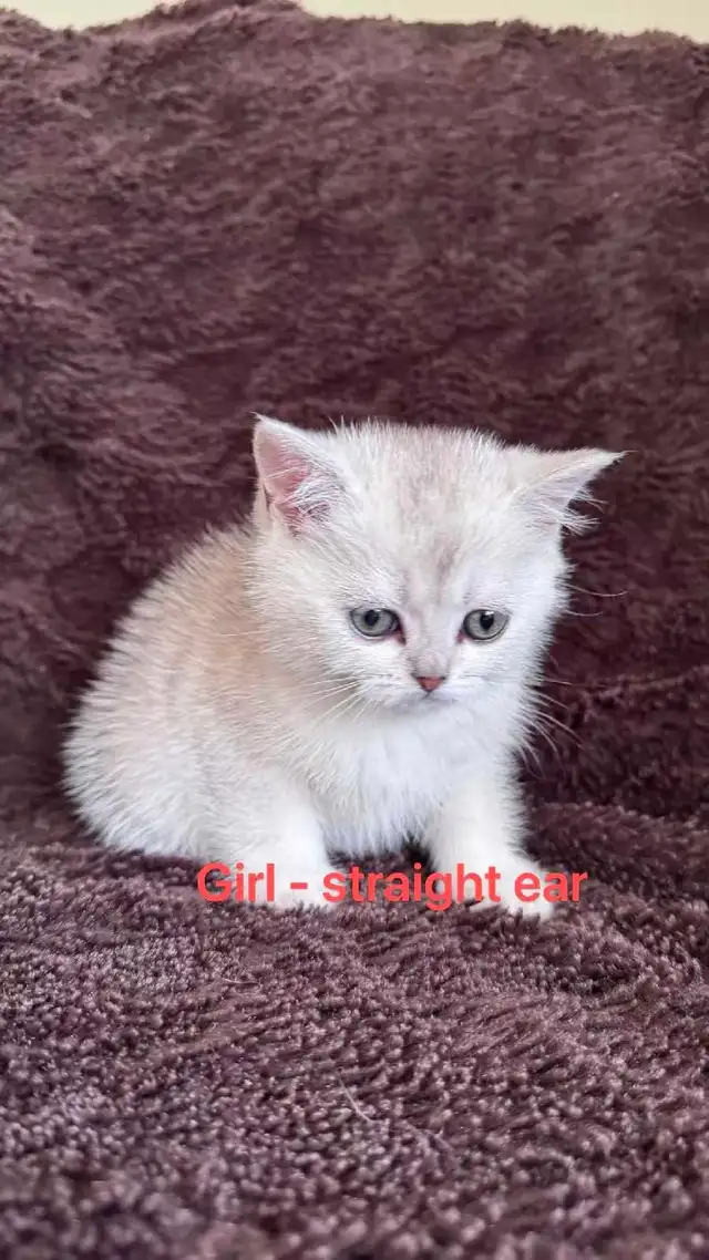 Ready to rehome: British / Scottish shorthair kittens