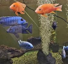 male African cichlids 3'-4' - Photo 2