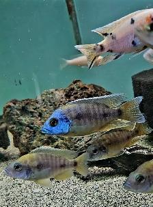 male African cichlids 3'-4' - Photo 4