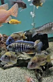 male African cichlids 3'-4' - Photo 5