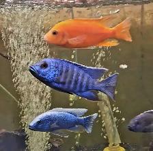 male African cichlids 3'-4' - Photo 6