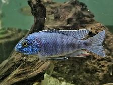male African cichlids 3'-4' - Photo 8