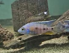 male African cichlids 3'-4' - Photo 9