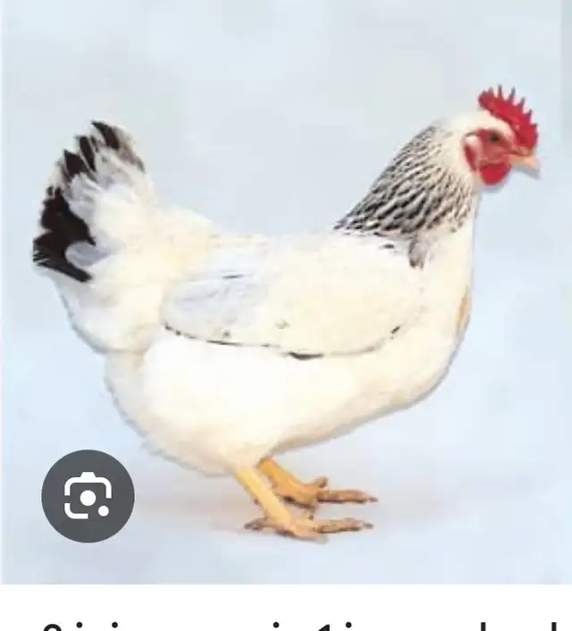 Poule pondeuse