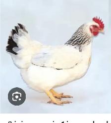 Poule pondeuse
