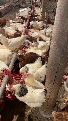 Poule pondeuse - Photo 2