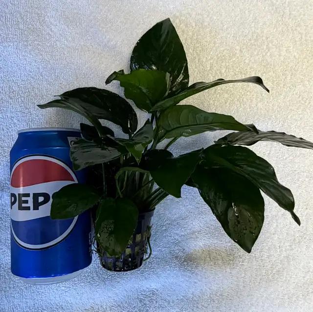 June 1, 2026 - NEW ARRIVALS AT SOURCE AQUATICS