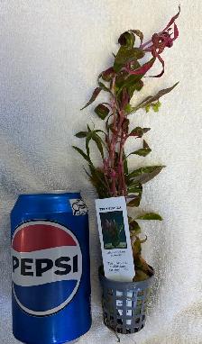 June 1, 2026 - NEW ARRIVALS AT SOURCE AQUATICS - Photo 2