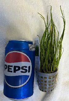 June 1, 2026 - NEW ARRIVALS AT SOURCE AQUATICS - Photo 3