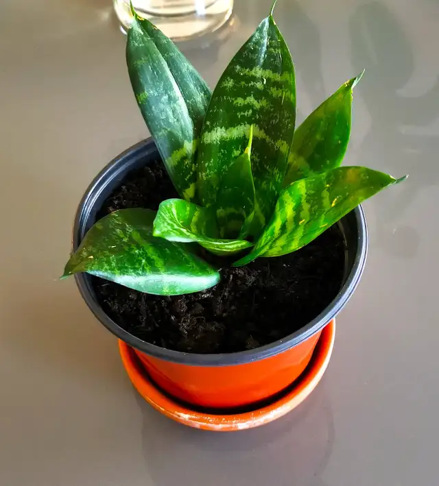Indoor Plant :   Tiger Pattern Orchid