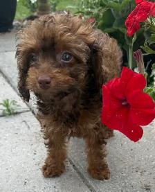 Mini Cavapoo Puppy