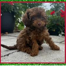 Mini Cavapoo Puppy - Photo 2