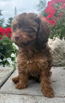 Mini Cavapoo Puppy - Photo 3