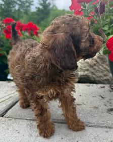 Mini Cavapoo Puppy - Photo 4