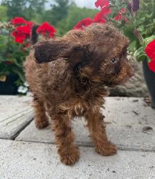 Mini Cavapoo Puppy - Photo 5
